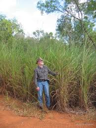 Image result for Andropogon gayanus