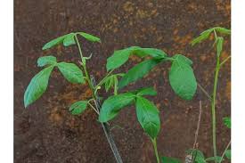 Image result for Commiphora caerulea