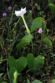Image result for Ipomoea violacea