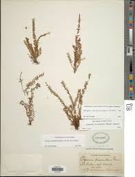 Image result for Lellingeria