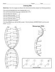 Learn vocabulary terms and more with flashcards gam. Dna Coloring Pdf Name Period Date Coloring Dna Directions Color The Images According To The Instructions And Then Answer The Following Questions Color Course Hero