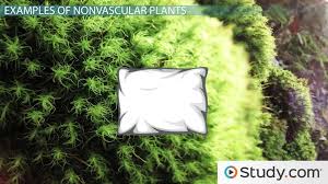 The gametophyte is now less conspicuous, but still these forests gave rise to the extensive coal deposits that gave the carboniferous its name. Nonvascular Plants Examples Definition Characteristics Video Lesson Transcript Study Com