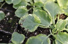 By practicing the following protocols we will be able to reduce the introduction of harmful insects and diseases, and lower our restricted chemical pesticide use. Familiarize Yourself With Fungus Gnats Greenhouse Management
