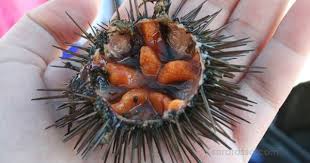 Sea Urchin Oursin Coquillages Et Crustaces Coquillage