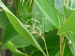 Image result for Marantochloa purpurea