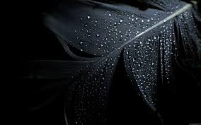 Black Feather On Black Background With Water Droplets Gorgeous Black Desktop Background Black Background Wallpaper Dark Black Wallpaper