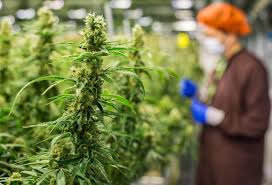 Español:identificar las plantas de marihuana hembras y machos. La Legalizacion De La Marihuana Pide Paso En La Nueva Realidad El Independiente