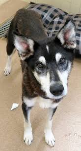 Home euthanasia vs vet's office. Say Goodbye At Home Homepage
