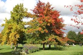 Garden In Britz