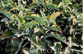 Do you want to create a unique yard that you and others can enjoy? Felt Plant Kalanchoe Beharensis Los Angeles Succulents Sale