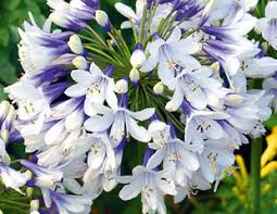 Instead, seeds fall around the clump and. Growing Agapanthus