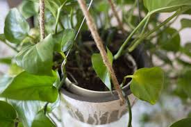 We did not find results for: How To Care For Hanging Plants