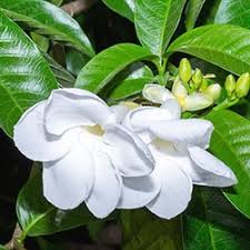 Image result for Tabernaemontana odoratissima