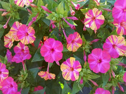 Woher kommt wunderblume mirabilis jalapa? Bunte Wunderblume Mirabilis Jalapa Colorful Saatgut Und Pflanzen