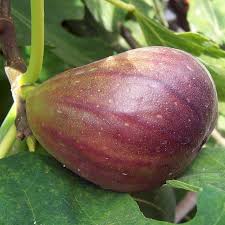 Epingle Sur Arbres Fruitiers