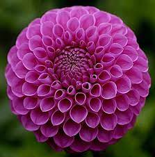 Dahlia Mary S Jomanda Spirals In Nature Fancy Flowers Dahlia Flower