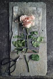 Very odd indeed. he said mostly to himself. The Rose In Several Acts Cereal Magazine Still Life Photography Creative Photography