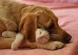 Cute cat and dog cuddling. Funny Dog And Cat Pics Part 3 D For Dog