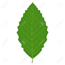 白い背景に分離したブナの葉イラストのイラスト素材 ベクタ Image 60230886