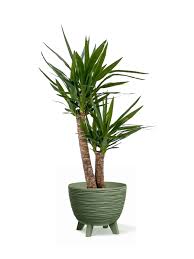 Image result for yucca gigantea en casa