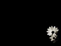 Ice Packs Etsy In 2020 Flower Background Wallpaper Black Flowers Black Background Images