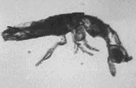 You may have seen these little creatures by the gardens around your home. Checklist Of The Collembola Synanthropic Collembola Springtails In Association With Man