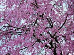 Il ciliegio è una pianta rustica, adatta sia al frutteto che al giardino, apprezzatissima per le sue fioriture splendide nei mesi primaverili. Come Piantare E Curare Il Ciliegio Dojo Garden