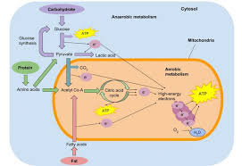 It is the most easy form of energy which can be mobilised in emergency. 16 4 Fuel Sources Medicine Libretexts