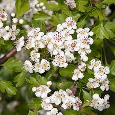 Historically, hawthorn has been used for heart disease as well as for digestive and kidney problems. Hawthorn Nccih