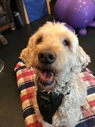Grange veterinary clinic caters for both small and large animal needs. Well Pet Clinic Sligo