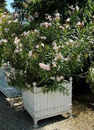 Maybe you would like to learn more about one of these? Laurier Rose Planter Et Entretenir Ooreka