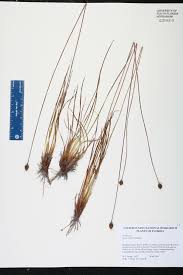 Image result for Xyris elegantula