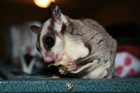 What Do Sugar Gliders Eat Sugar Glider Diet Sugar Glider Diet In Captivity