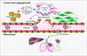 Recent advance of herbal medicines in cancer- a molecular approach: Heliyon