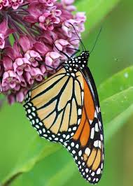 Monarch On Milkweed Greeting Card For Sale By Beverly Canterbury In 2020 Beautiful Butterfly Photography Milkweed Monarch Butterfly