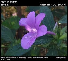 Image result for Barleria superata