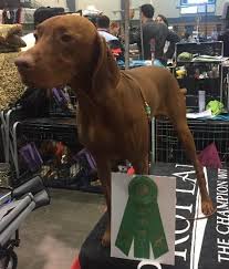 To anyone wondering why i haven't given a puppy update in 10 days, we took abbie to get an ultrasound on the 9th and found out she wasn't pregnant! Kristar Vizslas Jeanne Lehrmann Riesel Tx Gch Ch Banker S Texas Ranger Jh Aom Ranger Breeders Paula Murphy Banker Vizslas Beth Kirven Rachael Murphy Loved Owned By Jeanne Lehrmann Available For