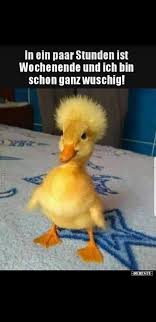 What do work memes mean? Pin By Sepp Forcher On Whatsapp Friday Quotes Funny Funny Wednesday Memes Funny Memes About Work