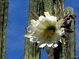 The primary active compound is mescaline, so the effects are very similar to pure mescaline but not the same. Echinopsis Peruviana Wikipedia