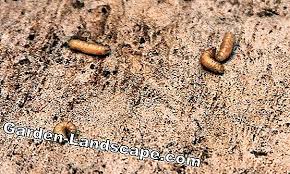 Care Of The Garden Maggots In The Kitchen That Helps With Maggot Infestation In The House 2020