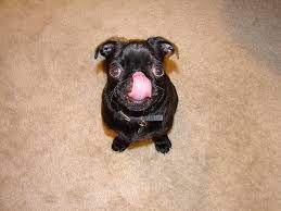 Why Does A Dog Lick Its Nose The Ark In Space