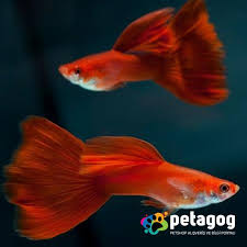 Full Red Lepistes Full Red Guppy Guppy Pets Fish Pet