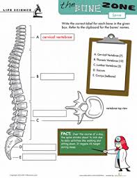 This section is made up of 7 vertebrae (abbr. Spine Diagram With Labels Human Anatomy