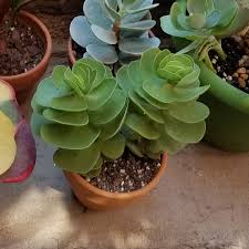 Portulaca grandiflora is commonly called moss rose, which is quite descriptive of this plant's key ornamental features: Portulaca Molokiniensis Ihi In Gardentags Plant Encyclopedia