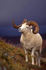 Huge Dall Ram By Alaskafreezeframe Dazzlingnatures Animals Cute Animals Animals Wild