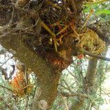 Image result for Phragmanthera dschallensis