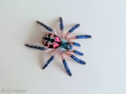 Venezuelan suntiger tarantula kids shirt. Brazilian Jewel Tarantula Typhochlaena Art Or Accident Facebook