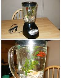 8 Household Items Begging You To Turn Them Into Aquariums Fish Tank Betta Fish Tank Betta Fish