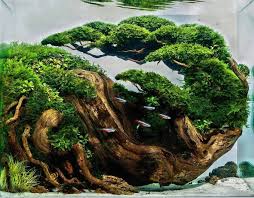 7 Aquascape Bonsai Tree Driftwood Ideas Aquascape Aquarium Landscape Aquascape Aquascape Aquarium