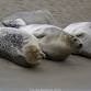 CRESLI Seal Cruise on the RV Peconic event in Southampton, NY
